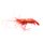 Sidestripe Shrimp
