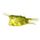 Longhorn Cowfish