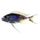 Featherfin Cichlid