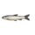 Plains Minnow