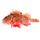 Red Scorpionfish