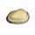 Globose Clam