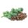 Castor Bean (Castor Seed)
