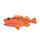 Starry Rockfish