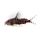 Featherfin Squeaker