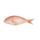 Golden Threadfin Bream