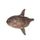 Sharptail Mola