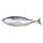 Fresh Skipjack Tuna