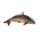 Frozen Carp