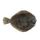 Longsnout Flounder