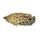 Leaf Fish