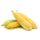 Sweet Corn