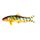 Bengal Loach