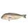 Grey Tilefish