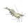 Bay Ghost Shrimp