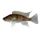 Greenwoodochromis Bellcrossi