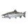 Frozen Whole Pacific Salmon