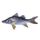 Swordspine Snook