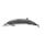 Stejneger's Beaked Whale