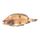 Fourspot Flounder