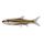 Bigeye Shiner