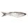 숭어(Grey Mullet)