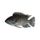 Oreochromis Tanganicae