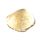 Pacific Horse Clam