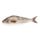 Okhotsk Atka Mackerel