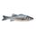 Frozen Seabass