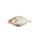 Silver Dory