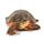 Wattle-necked Softshell Turtle