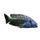 Tyrannochromis Macrostoma