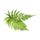 Fern
