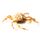 Portly Spider Crab