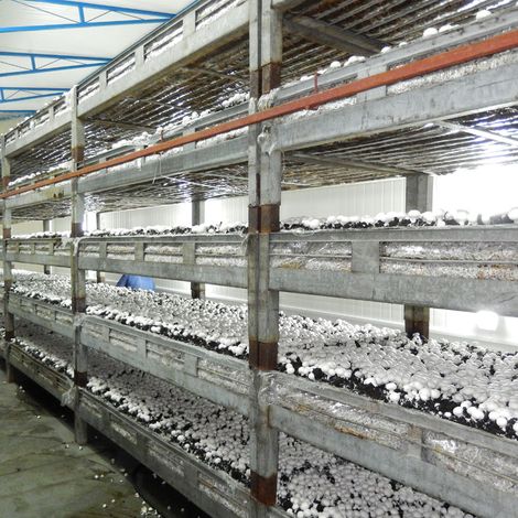 Gospodarstwo Produkcja Pieczarek - Grzegorz Probs - Mushroom Production