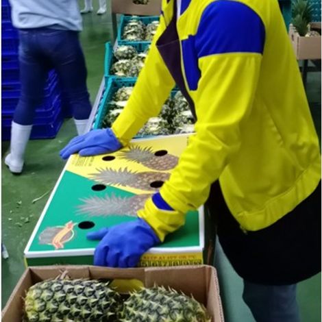 Avante Agri-Products_Pineapple_MD2/GOLD