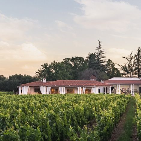 Nieto Senetiner - Vineyard