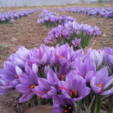 Ghoryan Saffron Ltd. - Plantation