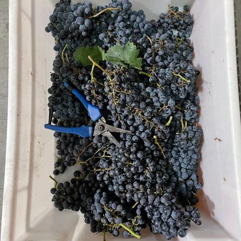 Felipe Staiti Wines_Wines_Grapes