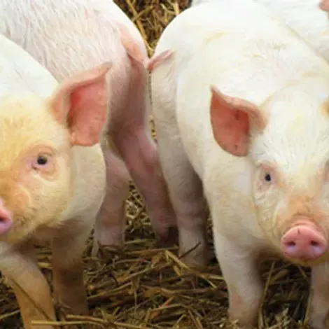 Direct Table Foods Ltd - Livestock