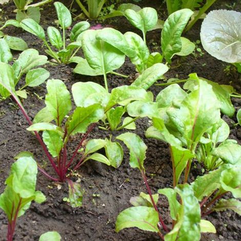 Hortalizas Gourmet - Plantation