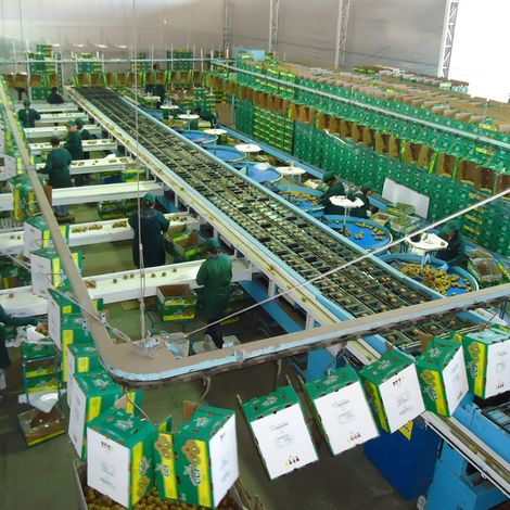 COMPANIA CHILENA DE LA FRUTA S A