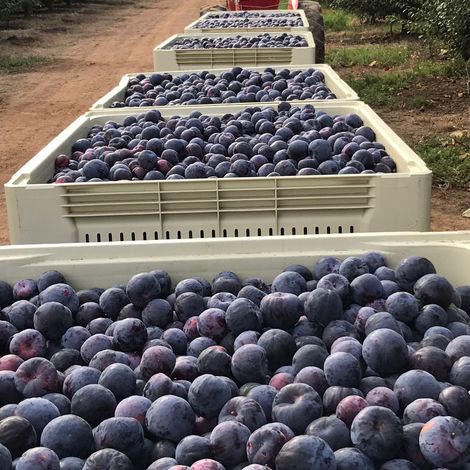 RuBisCo. Pty Ltd. - Harvested Plums