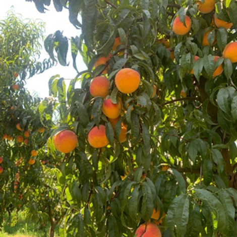 Pacific Coast Producers