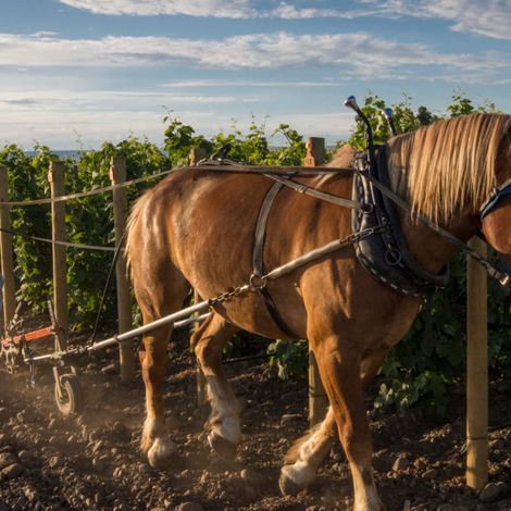 Horsepower Vineyards