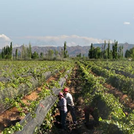 Chayee Bourras_Wines_Vineyards