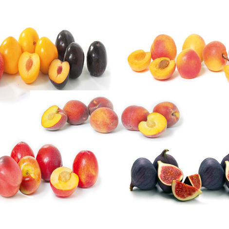 Stems Fruit - Fruit Products