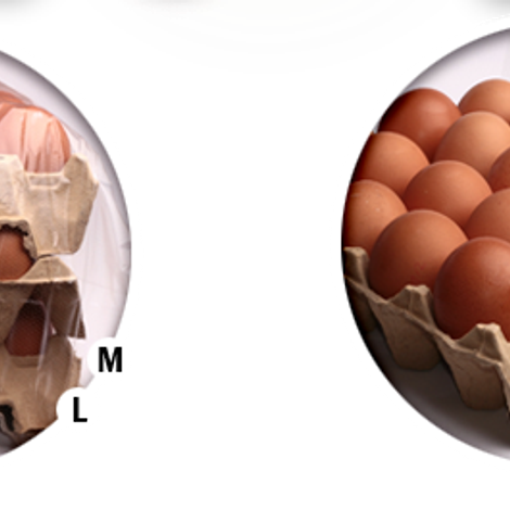 termek1.png