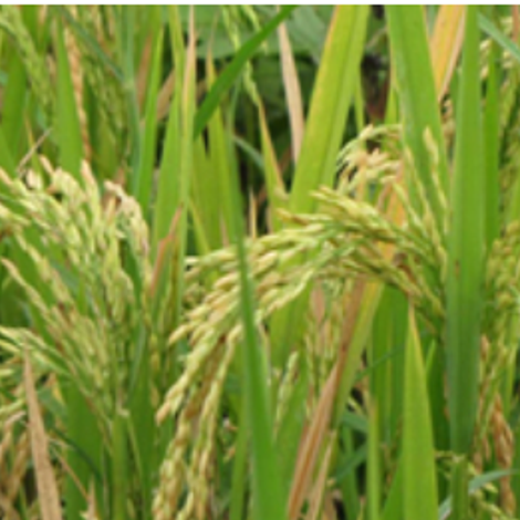 Sindh Agro Industries
